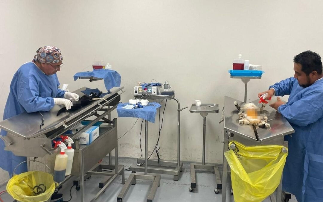 ANIMALES DE COMPAÑÍA PROTEGIDOS EN SAN LUIS POTOSÍ