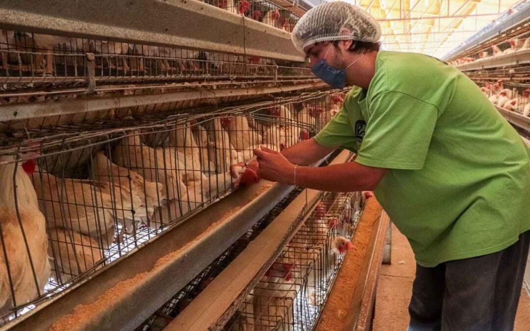 OBIERNO ESTATAL MANTIENE VIGILANCIA EN EL ESTADO CONTRA LA GRIPE AVIAR