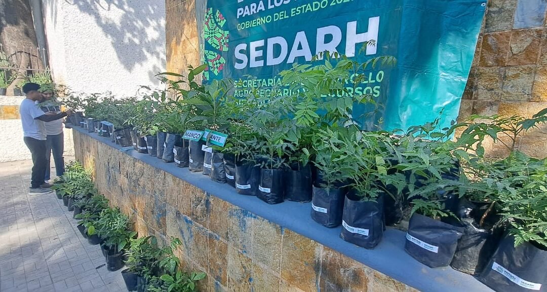 AVANZA EJECUTIVO ESTATAL ACCIONES DE REFORESTACIÓN A FAVOR DEL MEDIO AMBIENTE