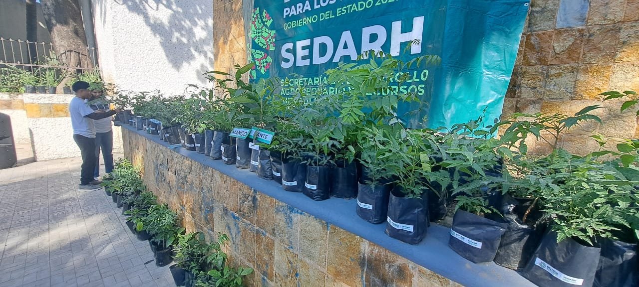 AVANZA EJECUTIVO ESTATAL ACCIONES DE REFORESTACIÓN A FAVOR DEL MEDIO AMBIENTE