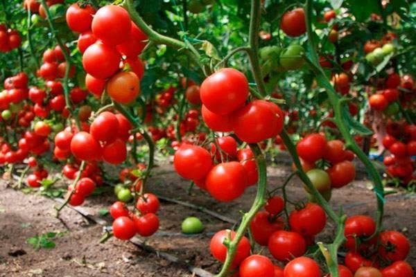 APOYO A PRODUCTORES DE TOMATE POTOSINOS