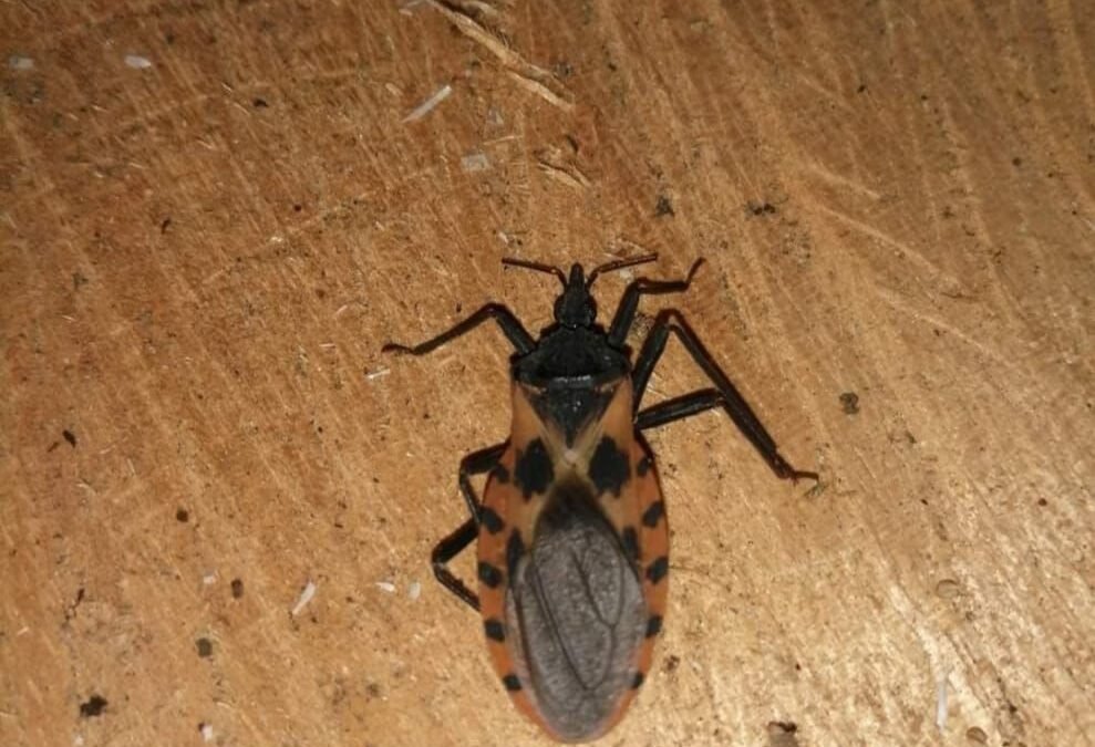 EN LA PREVENCIÓN Y CONTROL DE LA ENFERMEDAD DE CHAGAS, TODOS SOMOS NECESARIOS”