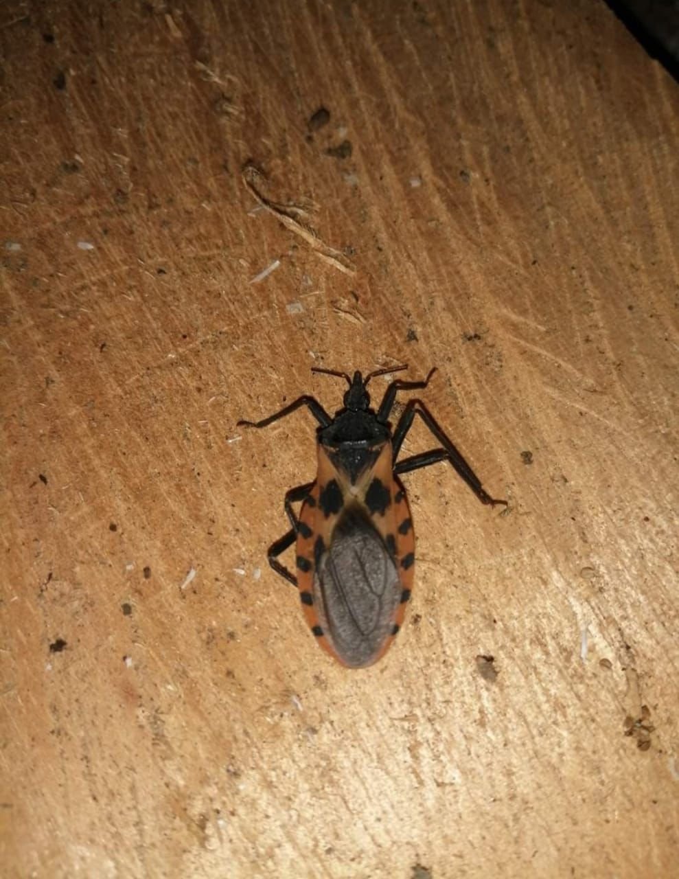 EN LA PREVENCIÓN Y CONTROL DE LA ENFERMEDAD DE CHAGAS, TODOS SOMOS NECESARIOS”