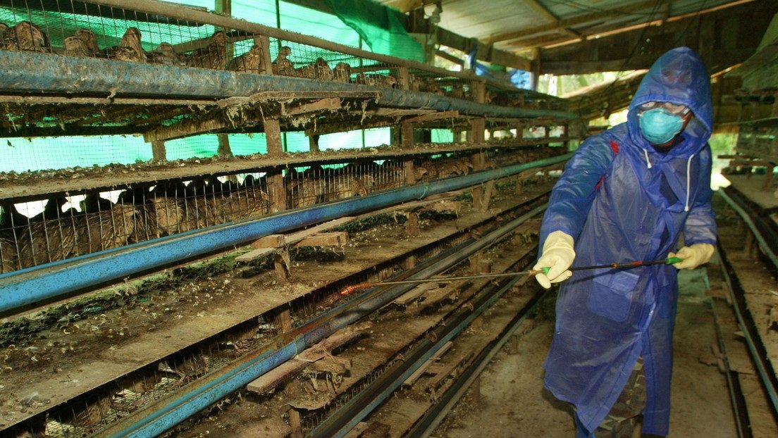 NO HAY ALERTA EN EL PAÍS POR INFLUENZA AVIAR (H5N1)