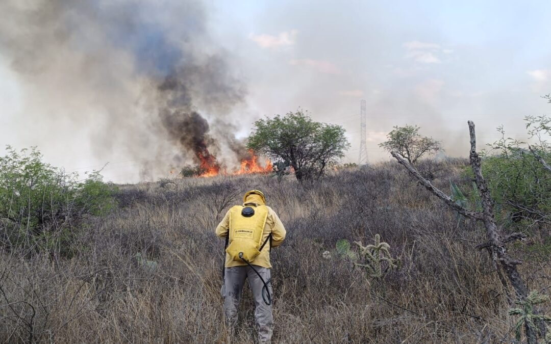 PROTECCIÓN CIVIL ESTATAL Y BOMBEROS SOFOCAN INCENDIO EN CAPULINES
