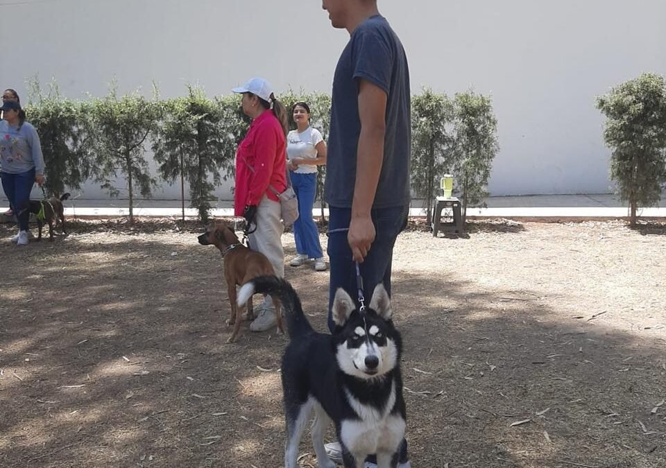 INPOJUVE INICIA GRUPOS DE OBEDIENCIA CANINA