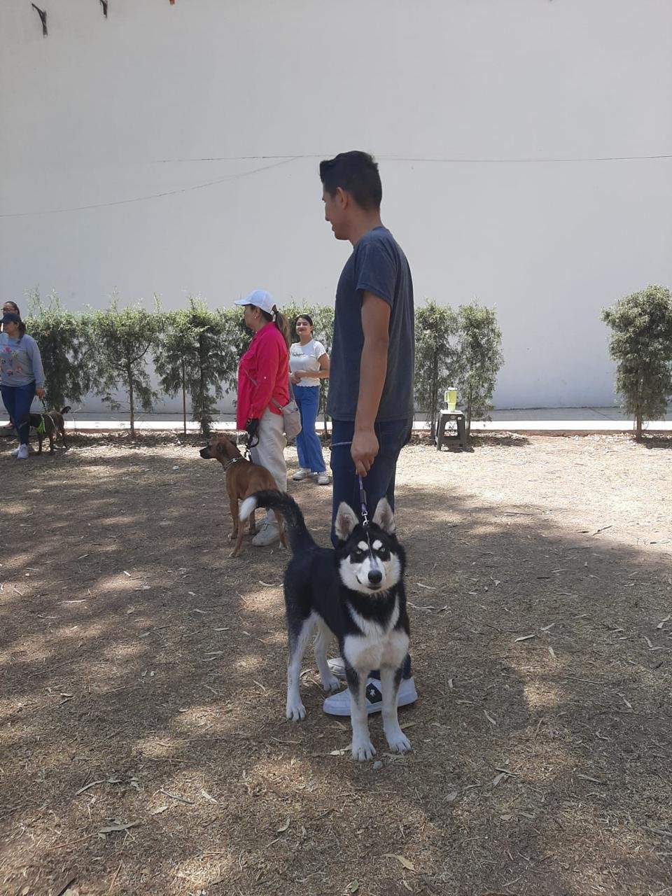 INPOJUVE INICIA GRUPOS DE OBEDIENCIA CANINA