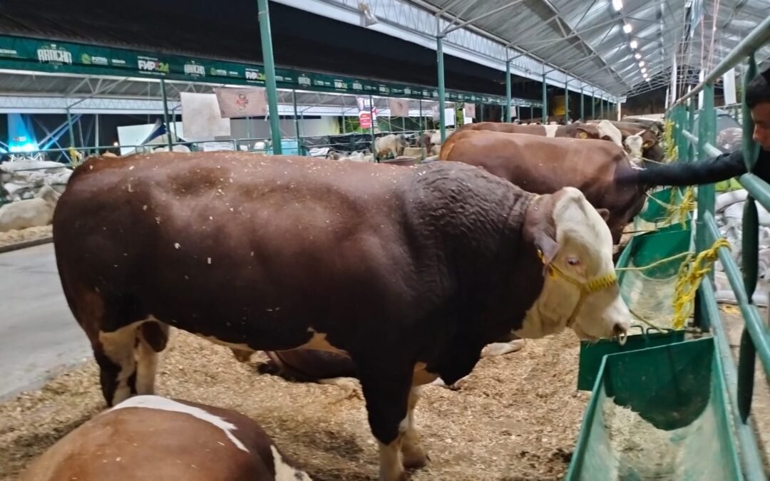 GANADO DE ALTA CALIDAD SE EXPONDRÁ EN LA FENAPO