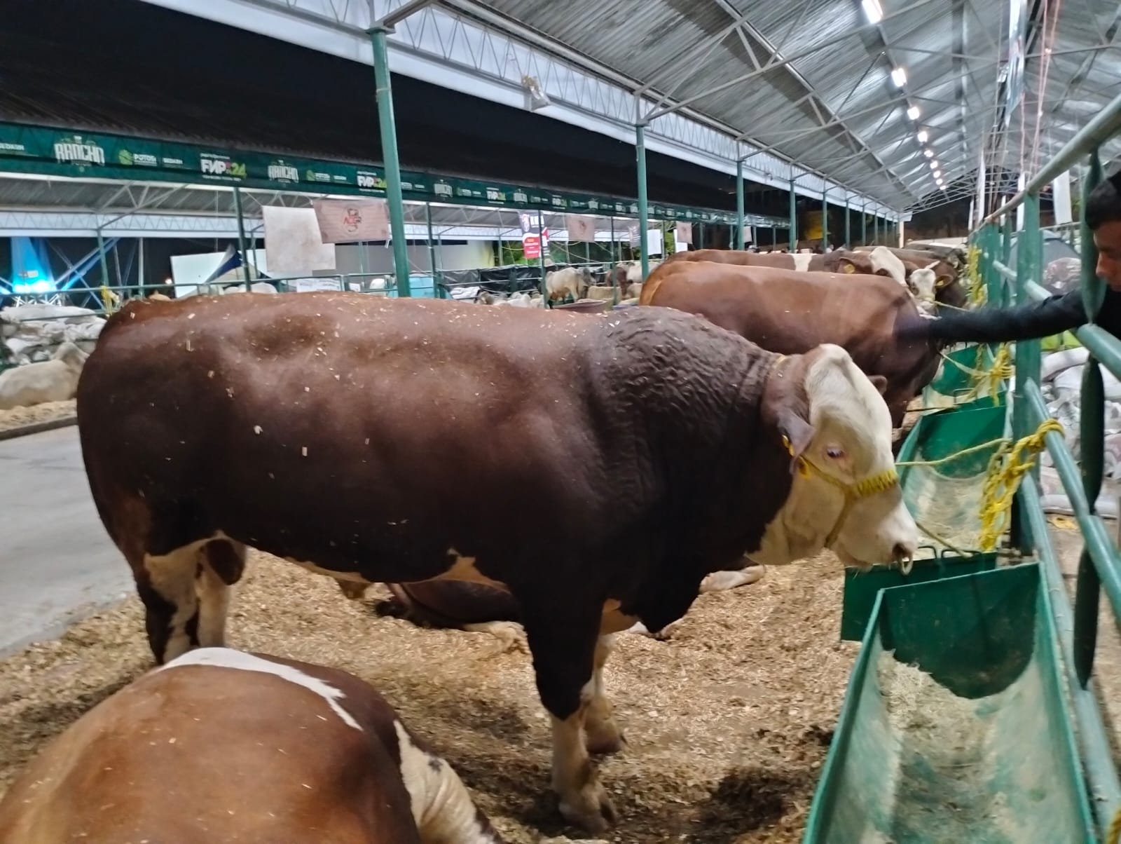 GANADO DE ALTA CALIDAD SE EXPONDRÁ EN LA FENAPO