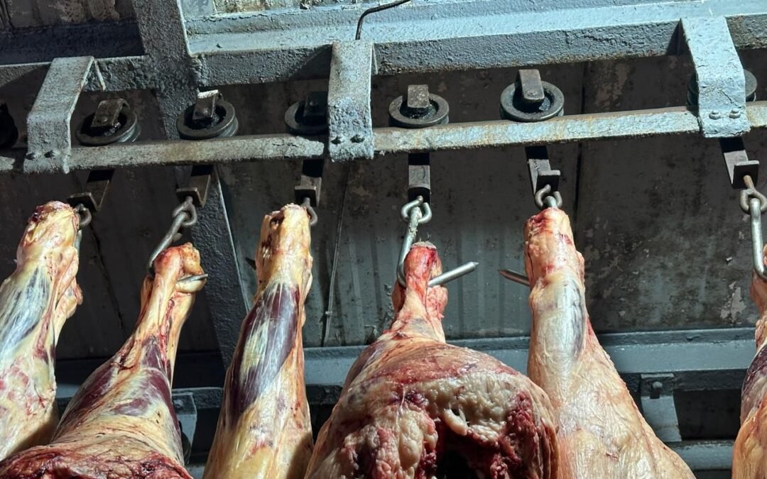 COEPRIS REFUERZA VIGILANCIA SANITARIA CONTRA EL USO DE CLENBUTEROL EN LA CARNE