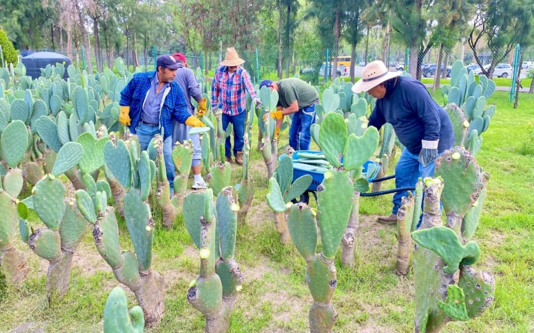 CAMPO POTOSINO CRECE SIN LÍMITES DURANTE 2025