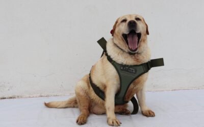 SAN LUIS POTOSÍ SERÁ SEDE DE FORO NACIONAL PARA LA PREVENCIÓN DEL MALTRATO ANIMAL