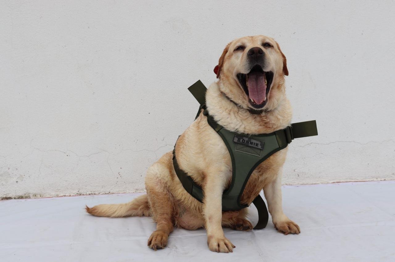 SAN LUIS POTOSÍ SERÁ SEDE DE FORO NACIONAL PARA LA PREVENCIÓN DEL MALTRATO ANIMAL