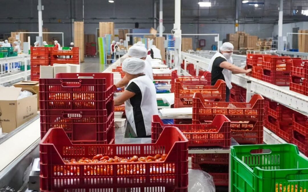 TOMATE POTOSINO, DE CALIDAD Y PRECIOS COMPETITIVOS