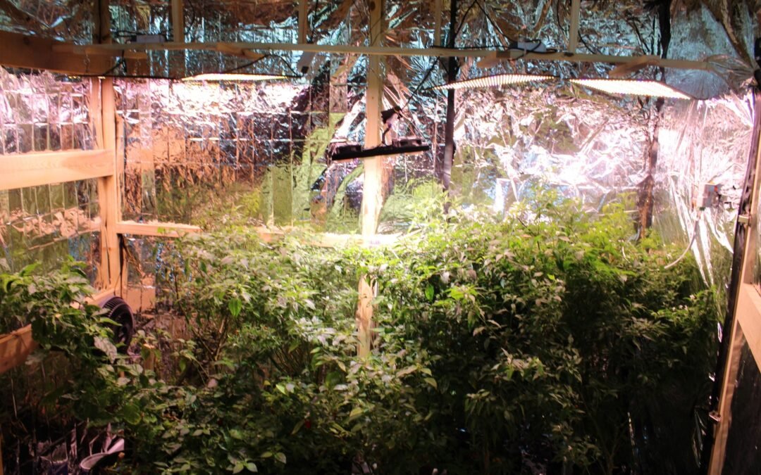 ESTUDIANTES DESARROLLAN INNOVADOR SISTEMA DE CULTIVO DE PRECISIÓN