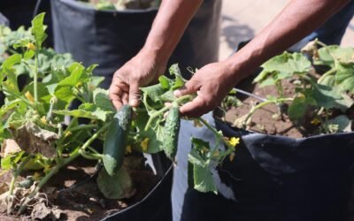 APRENDE A CULTIVAR TUS PROPIOS ALIMENTOS CON TALLERES SUSTENTABLES