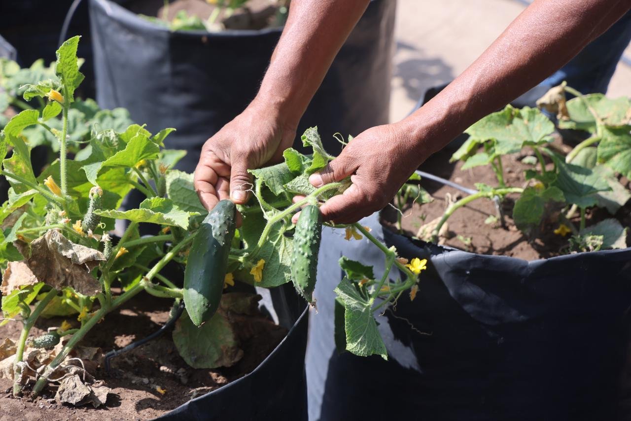 APRENDE A CULTIVAR TUS PROPIOS ALIMENTOS CON TALLERES SUSTENTABLES