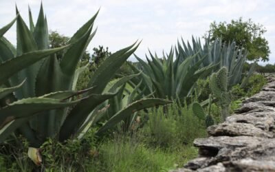 SAN LUIS POTOSÍ, DÉCIMO SEGUNDA ENTIDAD FEDERATIVA CON MÁS SENTENCIAS EMITIDAS EN EL 2024