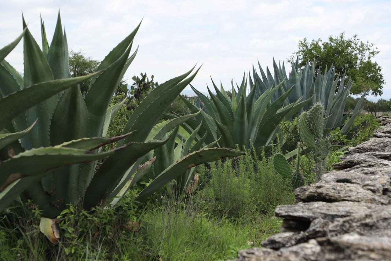 SAN LUIS POTOSÍ, DÉCIMO SEGUNDA ENTIDAD FEDERATIVA CON MÁS SENTENCIAS EMITIDAS EN EL 2024