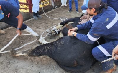 GOBIERNOS ESTATAL, FEDERAL Y UNIÓN GANADERA REFUERZAN COMBATE CONTRA EL GUSANO BARRENADOR