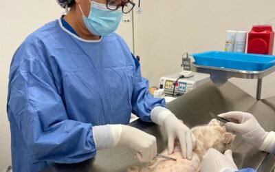 SAN LUIS REFUERZA BIENESTAR ANIMAL CON 500 MIL VACUNAS Y 20 MIL ESTERILIZACIONES