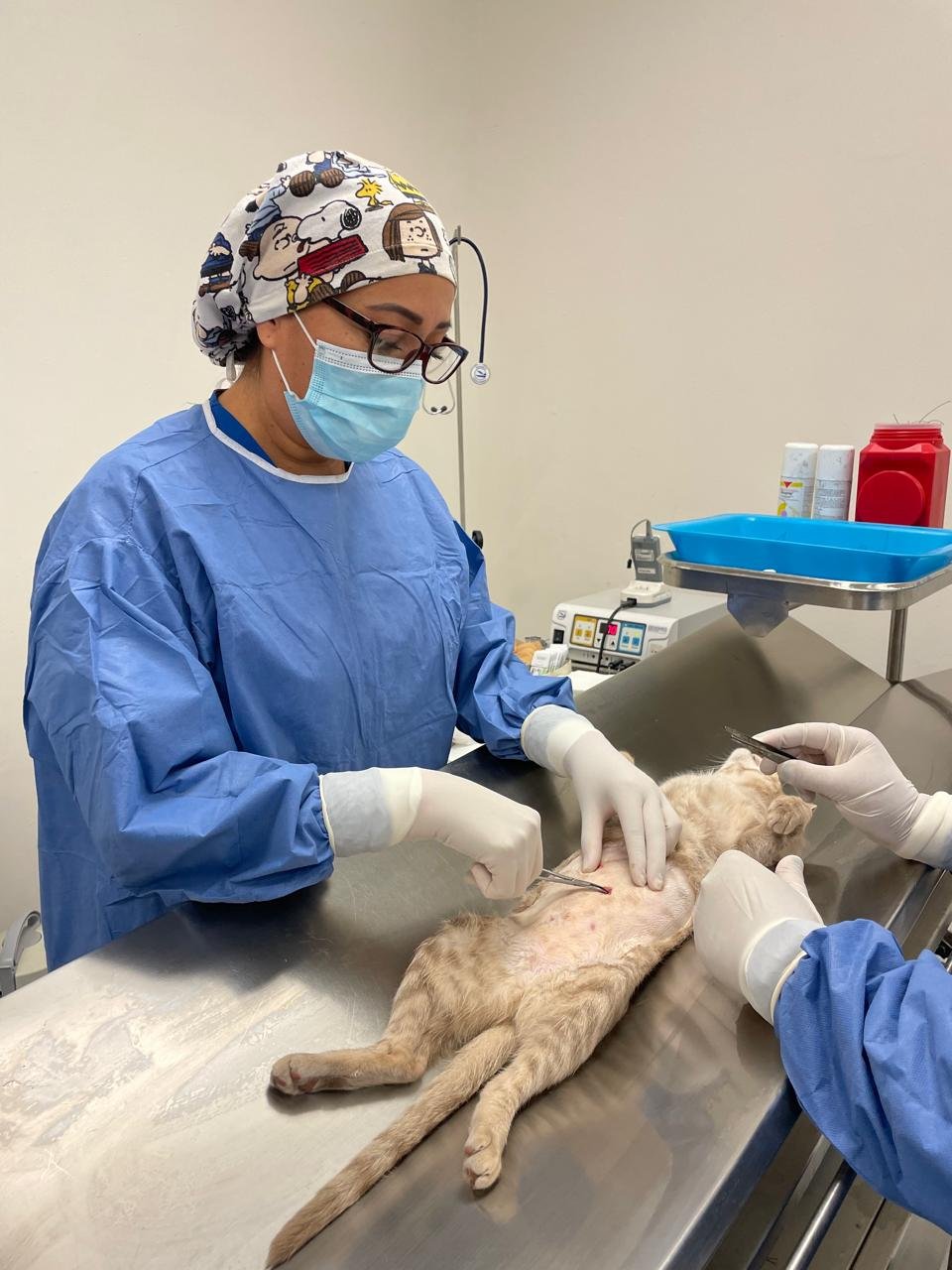 SAN LUIS REFUERZA BIENESTAR ANIMAL CON 500 MIL VACUNAS Y 20 MIL ESTERILIZACIONES