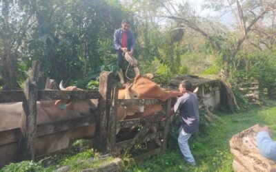 SAN LUIS REFUERZA CERCO SANITARIO GANADERO