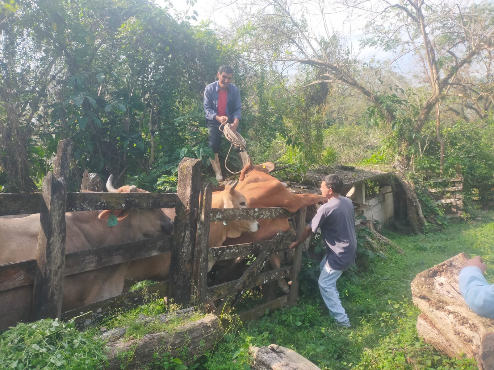 SAN LUIS REFUERZA CERCO SANITARIO GANADERO
