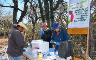 GOBIERNO ESTATAL ACTIVA CERCO SANITARIO CONTRA RABIA BOVINA