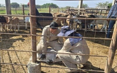 ESTADO REFUERZA VIGILANCIA SANITARIA EN COMPRA-VENTA DE GANADO