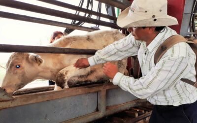 ESTADO REFUERZA PREVENCIÓN DE GUSANO BARRENADOR EN PERSONAS