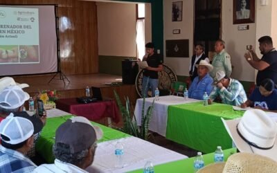 SAN LUIS MANTIENE BAJO CONTROL PLAGA DEL GUSANO BARRENADOR