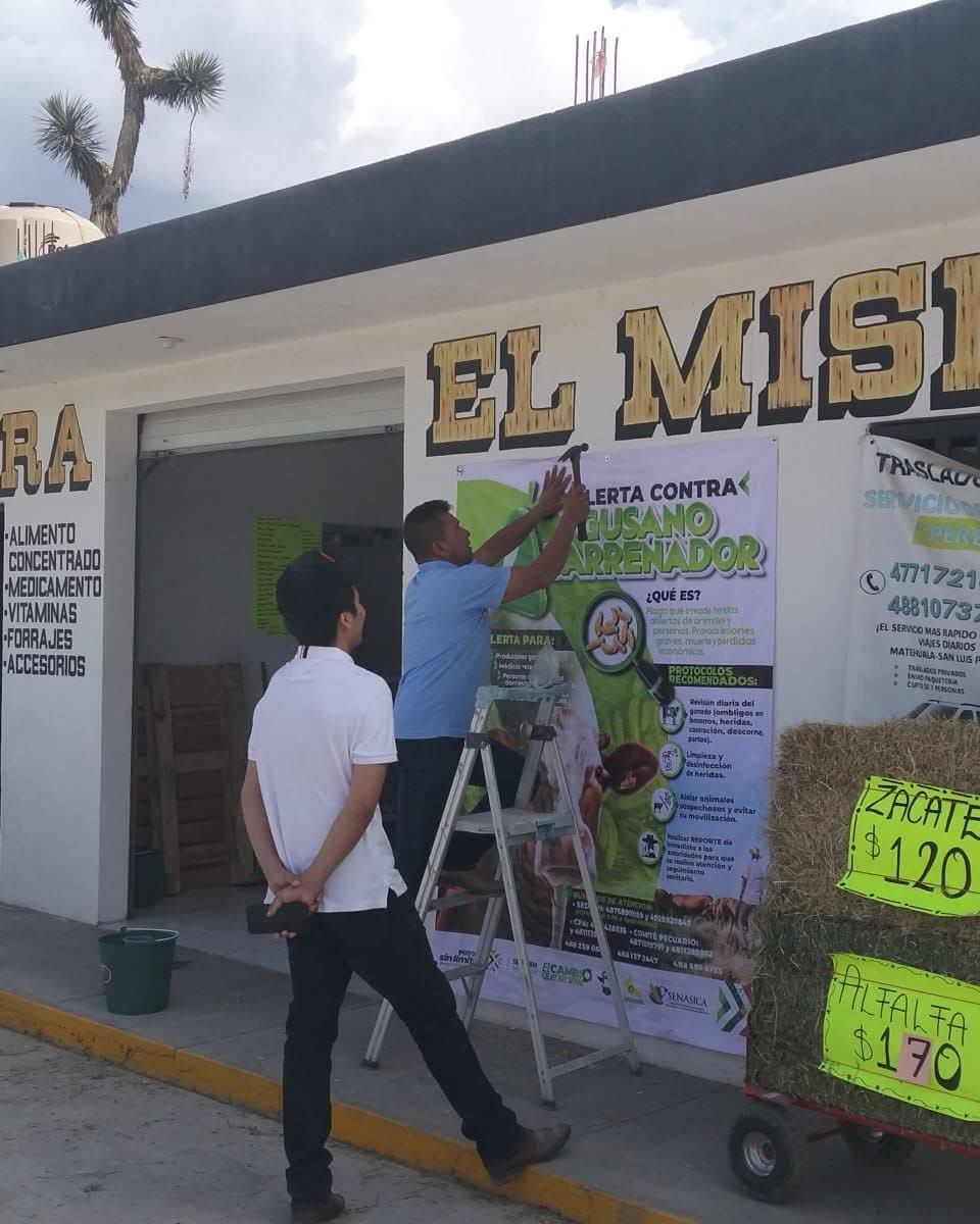 ESTADO REDOBLA ACCIONES CONTRA EL GUSANO BARRENADOR