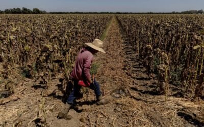 GOBIERNO ESTATAL REFUERZA PREVENCIÓN ANTE OLA DE CALOR EXTREMA