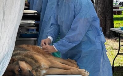 ESTADO AMPLÍA ACCIONES DE SALUD ANIMAL