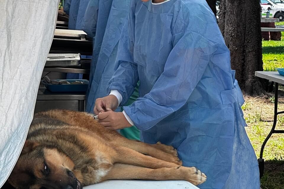 ESTADO AMPLÍA ACCIONES DE SALUD ANIMAL