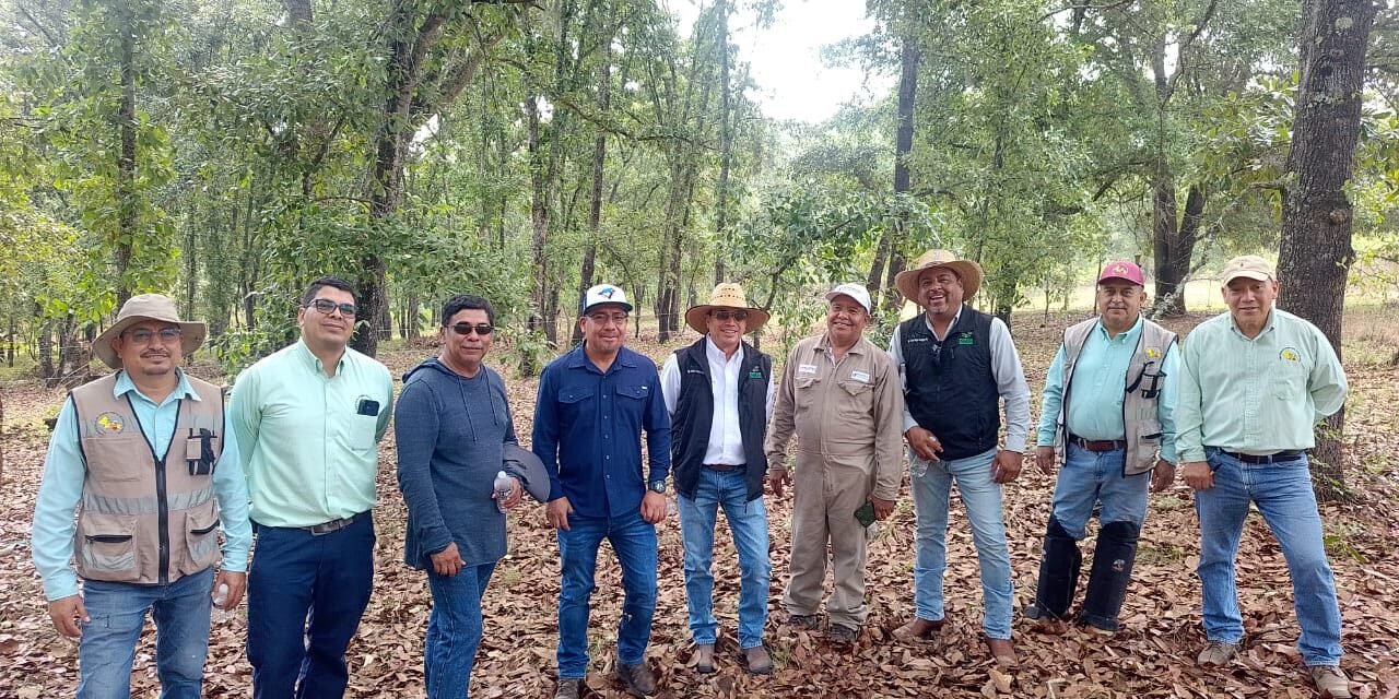 GOBIERNO ESTATAL APLICA “PLAN PILOTO” CONTRA GUSANO BARRENADOR
