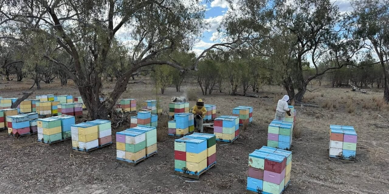 GOBIERNO ESTATAL IMPULSA CELEBRACIÓN DEL DÍA MUNDIAL DE LAS ABEJAS