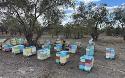 GOBIERNO ESTATAL IMPULSA CELEBRACIÓN DEL DÍA MUNDIAL DE LAS ABEJAS
