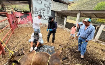 GOBIERNO ESTATAL REFUERZA ACCIONES CONTRA EL GUSANO BARRENADOR