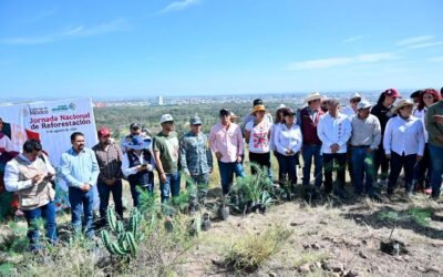 NUEVAS ACCIONES DE REFORESTACIÓN PROTEGERÁN LA SIERRA DE SAN MIGUELITO