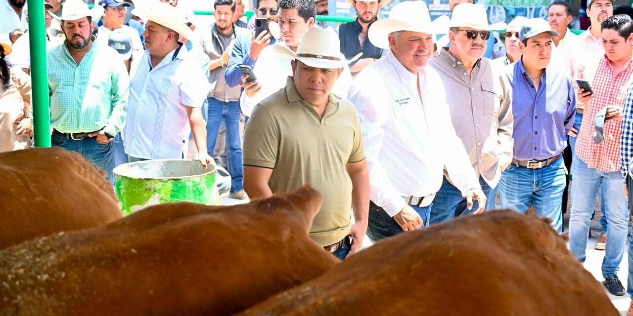 FENAPO EXHIBE LO MEJOR DEL GANADO LIMOUSIN NACIONAL