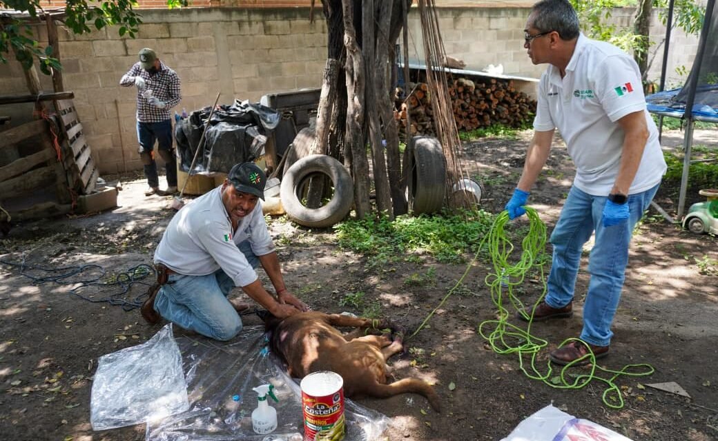 SLP REFUERZA EL COMBATE AL GUSANO BARRENADOR