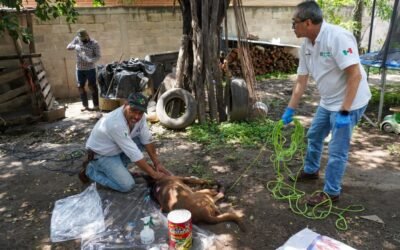 SLP REFUERZA EL COMBATE AL GUSANO BARRENADOR