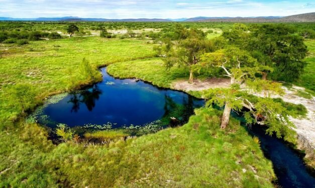 GOBIERNO DEL ESTADO AVANZA EN LA PROTECCIÓN DE LOS PEROLES EN RIOVERDE