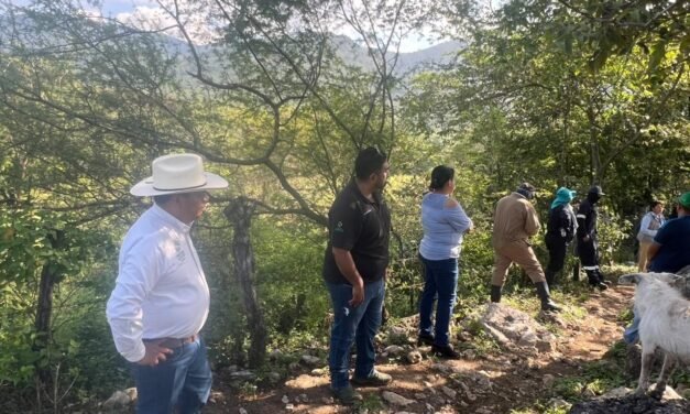 GOBIERNO DEL ESTADO MANTIENE VIGILANCIA PERMANENTE CONTRA LANGOSTA CENTROAMERICANA