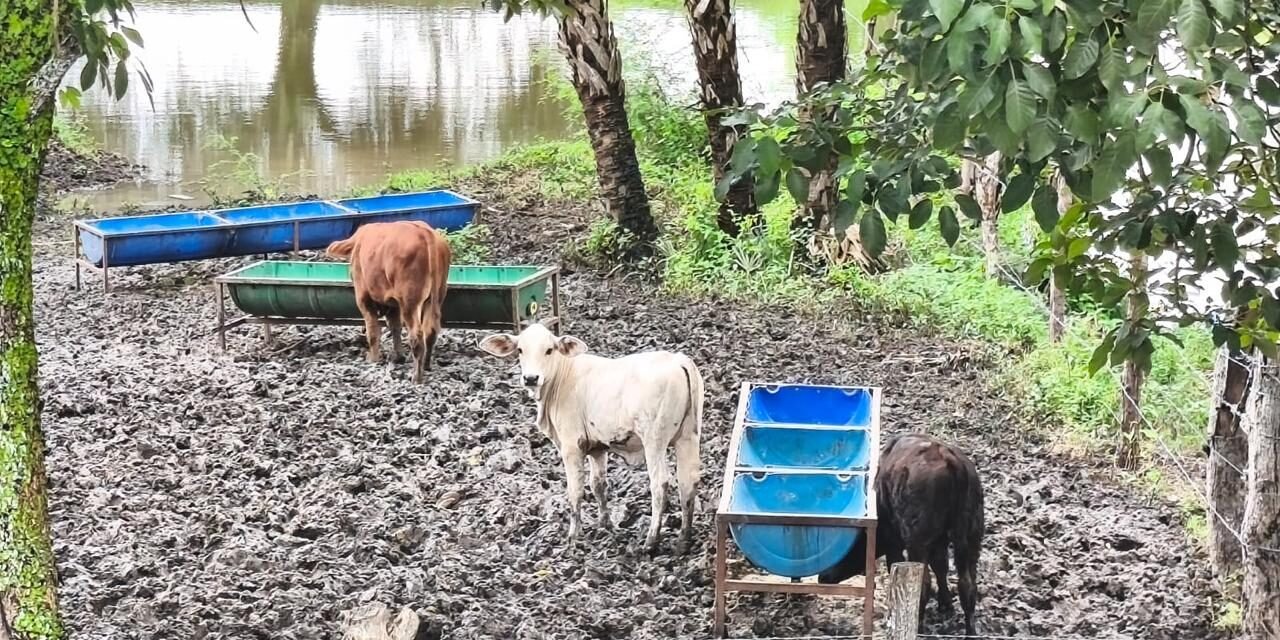 LLUVIAS BENEFICIAN CULTIVOS Y ACTIVIDAD PRODUCTIVA DEL CAMPO POTOSINO