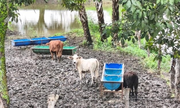 LLUVIAS BENEFICIAN CULTIVOS Y ACTIVIDAD PRODUCTIVA DEL CAMPO POTOSINO