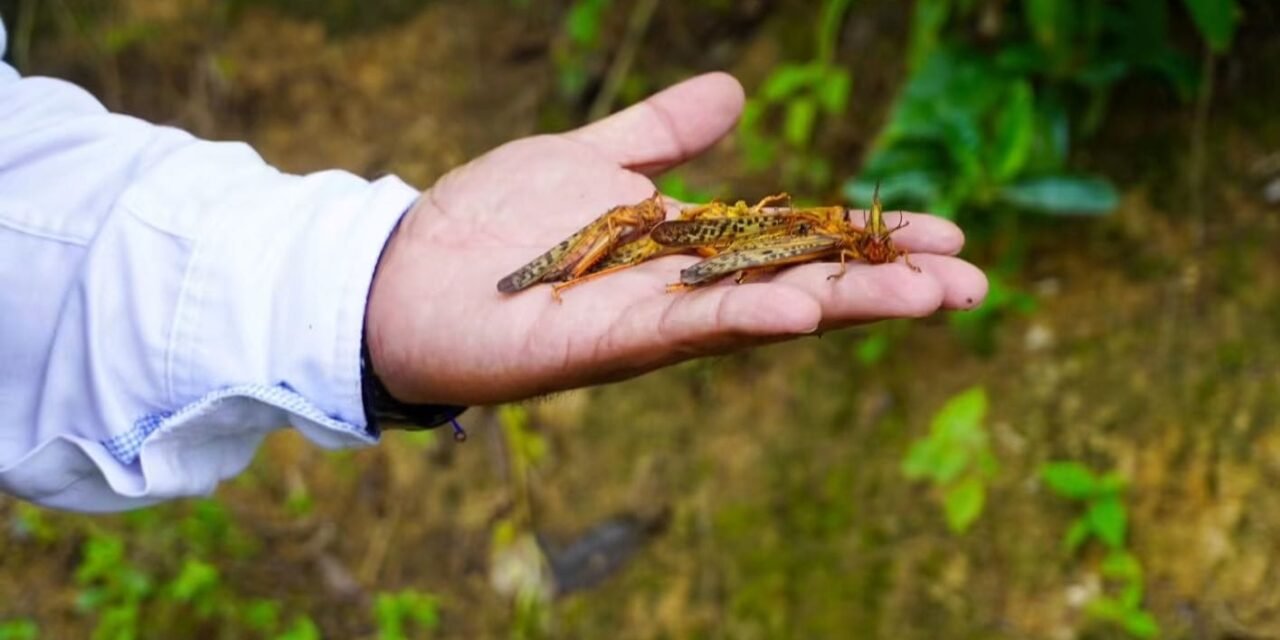 SAN LUIS POTOSÍ MANTIENE PROTOCOLOS PARA MANTENER BAJO CONTROL PLAGA DE LANGOSTA CENTROAMERICANA