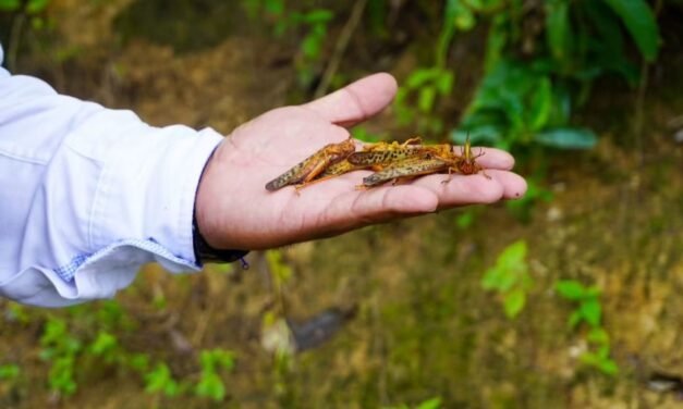 SAN LUIS POTOSÍ MANTIENE PROTOCOLOS PARA MANTENER BAJO CONTROL PLAGA DE LANGOSTA CENTROAMERICANA